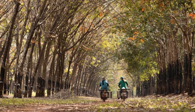 Khi rừng cao su thay áo