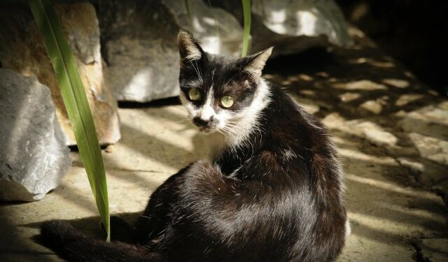 Chín cuộc đời của mèo