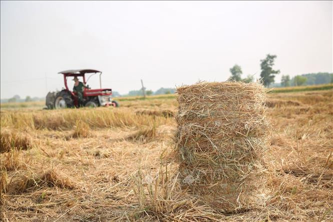 Aviation News 11/9: Rơm và trấu dùng để sản xuất nhiên liệu hàng không bền vững