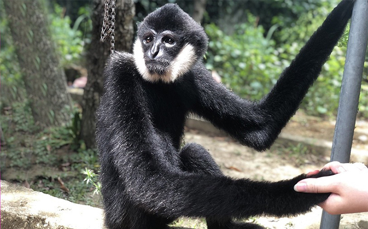 Bảo tồn vượn đen má trắng – Nỗ lực của VNA trong gìn giữ đa dạng sinh học rừng