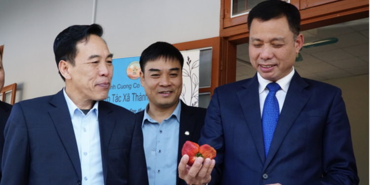 Dâu tây Sơn La ‘cất cánh’ cùng Vietnam Airlines